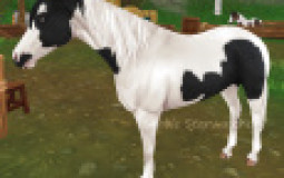 My SSO horses